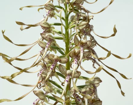Fenugreek tongue,Himantoglossum hircinum