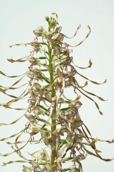 Fenugreek tongue,Himantoglossum hircinum