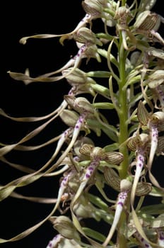 Fenugreek tongue,Himantoglossum hircinum