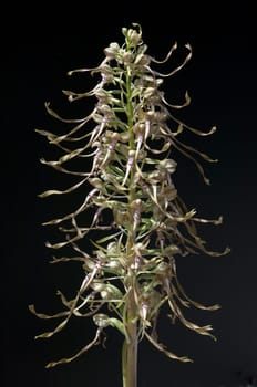 Fenugreek tongue,Himantoglossum hircinum