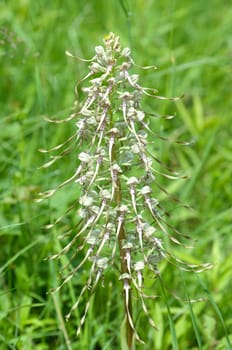 Fenugreek tongue,Himantoglossum hircinum