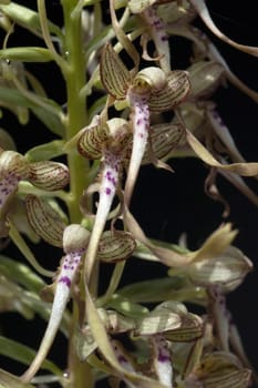 Fenugreek tongue,Himantoglossum hircinum