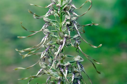 Fenugreek tongue,Himantoglossum hircinum