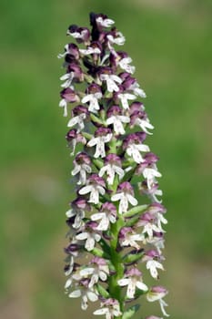Brand-Knabenkraut, Orchis ustulata