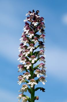 Brand-Knabenkraut, Orchis ustulata
