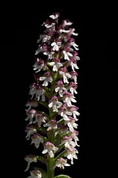 Brand-Knabenkraut, Orchis ustulata