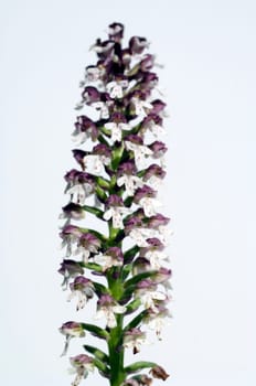 Brand-Knabenkraut, Orchis ustulata