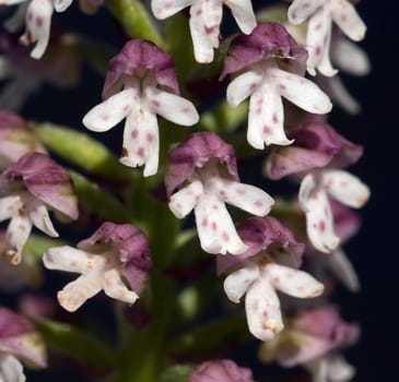 Brand-Knabenkraut, Orchis ustulata