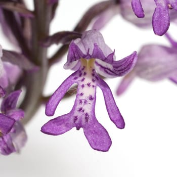 Helm Knabenkraut, Orchis militaris