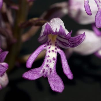 Helm Knabenkraut, Orchis militaris