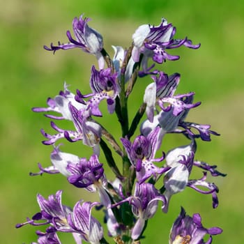 Helm Knabenkraut, Orchis militaris