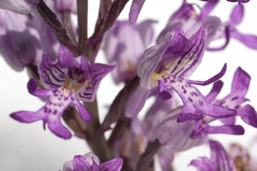 Helm Knabenkraut, Orchis militaris