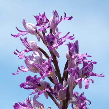 Helm Knabenkraut, Orchis militaris