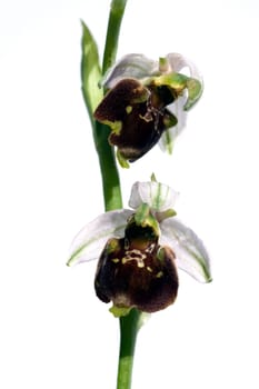 Bumblebee Ragwurz,Ophrys,holoserica,Ragwurz,Orchid