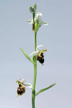 Bumblebee Ragwurz,Ophrys,holoserica,Ragwurz,Orchid