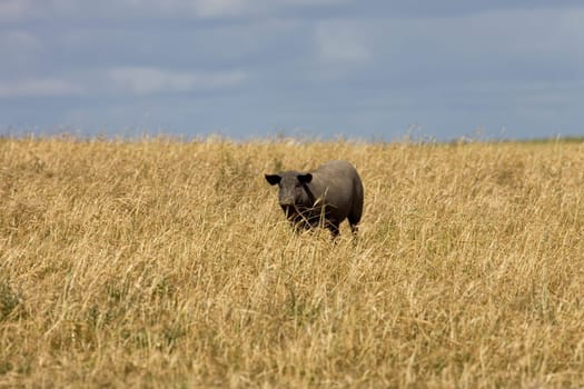 Black pig in a farm in alentejo, Portugal