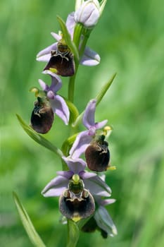 Bumblebee Ragwurz,Ophrys,holoserica,Ragwurz,Orchid