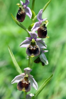 Bumblebee Ragwurz,Ophrys,holoserica,Ragwurz,Orchid
