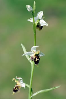 Bumblebee Ragwurz,Ophrys,holoserica,Ragwurz,Orchid