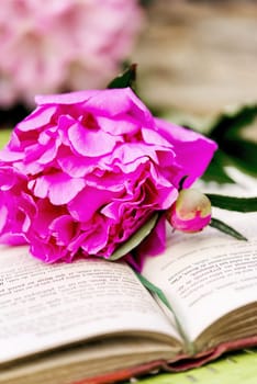 Romantic pink peonies with a old book in the garden