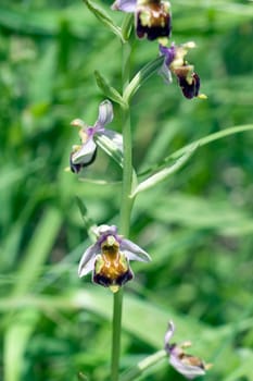 Bumblebee Ragwurz,Ophrys,holoserica,Ragwurz,Orchid