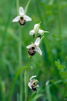 Bumblebee Ragwurz,Ophrys,holoserica,Ragwurz,Orchid