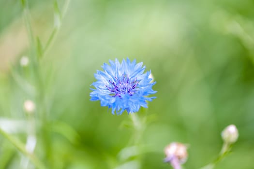 landscape of summer field from blue cornflower and a green grass.
