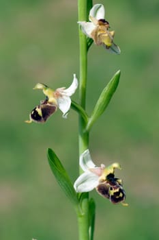 Bumblebee Ragwurz,Ophrys,holoserica,Ragwurz,Orchid