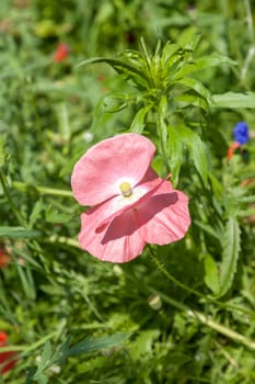 wild poppy flower on the background of green grass
