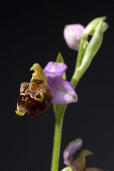 Bumblebee Ragwurz,Ophrys,holoserica,Ragwurz,Orchid