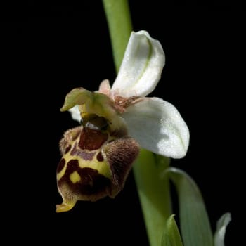 Hummel-Ragwurz, Ophrys, holoserica, Ragwurz, Orchidee