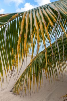 Beach on the tropical island. Clear blue water, sand and clouds. Beautiful vacation spot. in the foreground palm branches