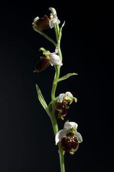 Hummel-Ragwurz, Ophrys, holoserica, Ragwurz, Orchidee