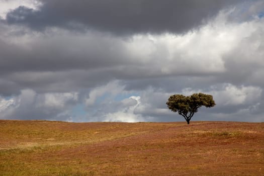 lonely tree in a alentejo farm, the south of portugal