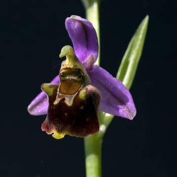 Hummel-Ragwurz, Ophrys, holoserica, Ragwurz, Orchidee