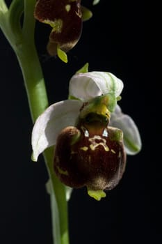 Hummel-Ragwurz, Ophrys, holoserica, Ragwurz, Orchidee