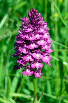 Pyramid orchid,pyramid orchid,Anacamptis pyramidalis