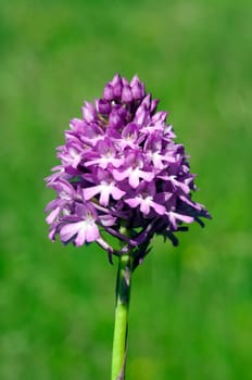 Pyramid orchid,pyramid orchid,Anacamptis pyramidalis