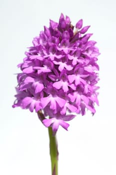 Pyramidenorchidee, Pyramiden-Orchidee, Anacamptis pyramidalis