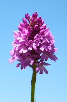 Pyramid orchid,pyramid orchid,Anacamptis pyramidalis