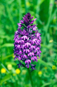 Pyramid orchid,pyramid orchid,Anacamptis pyramidalis