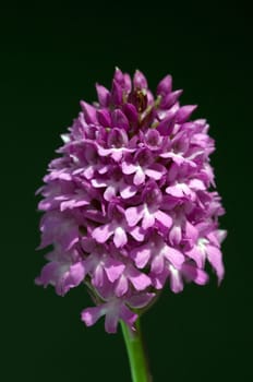 Pyramidenorchidee, Pyramiden-Orchidee, Anacamptis pyramidalis