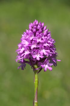 Pyramid orchid,pyramid orchid,Anacamptis pyramidalis