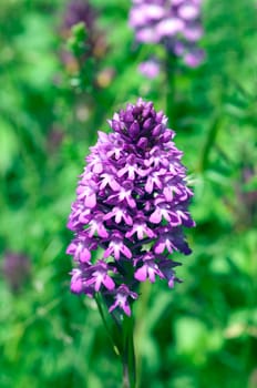 Pyramid orchid,pyramid orchid,Anacamptis pyramidalis