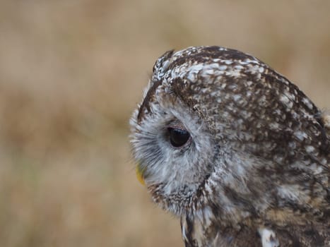 Forest owl