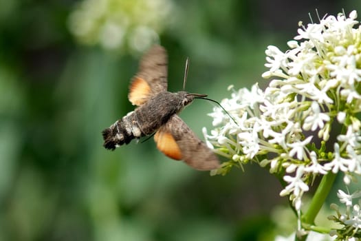 Taubenschwaenzchen  Macroglossum  stellatarum
