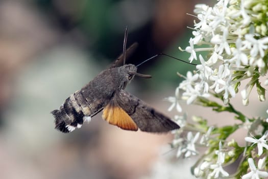 Taubenschwaenzchen  Macroglossum  stellatarum