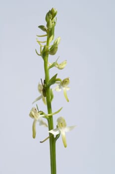 Gruene Waldhyazinthe, Platanthera chlorantha