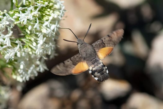 Taubenschwaenzchen  Macroglossum  stellatarum