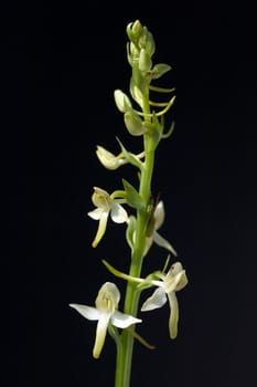 Gruene Waldhyazinthe, Platanthera chlorantha